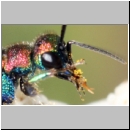 Hedychrum rutilans - Goldwespe 06b 7mm Teverener Heide.jpg